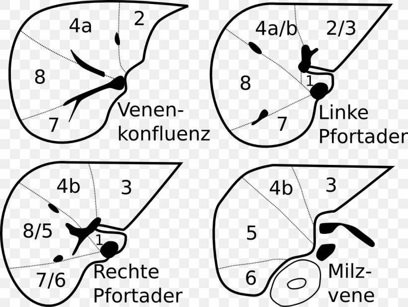 Liver Segment Anatomy Сегменты печени Portal Vein, PNG, 1126x849px, Watercolor, Cartoon, Flower, Frame, Heart Download Free