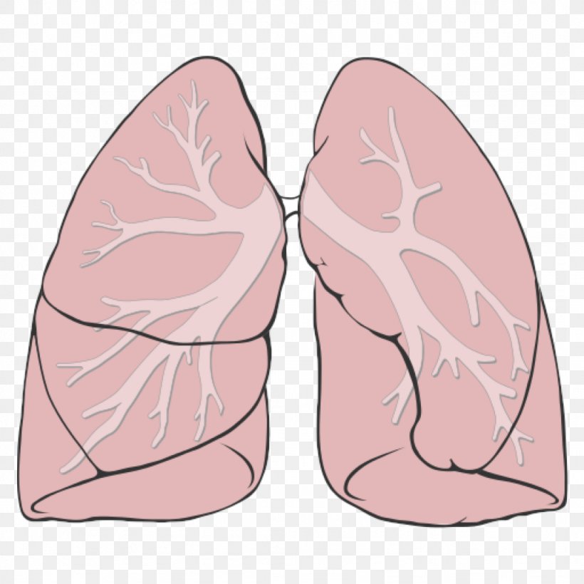 Lung Respiratory System Anatomy Respiratory Tract Diagram, PNG, 1024x1024px, Watercolor, Cartoon, Flower, Frame, Heart Download Free