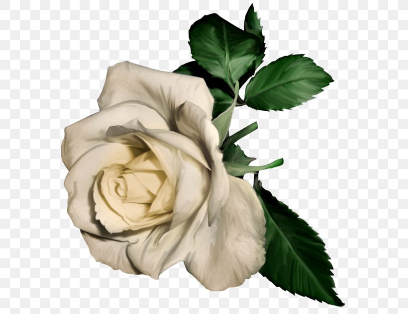 Rose White Flower Clip Art, PNG, 600x632px, Rose, Blue, Blue Rose, Color, Cut Flowers Download Free