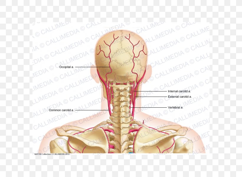 Common Carotid Artery External Carotid Artery Posterior Triangle Of The Neck Dorsal Scapular Artery Png 600x600px