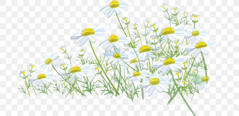 Common Daisy Meadow Lawn Grass Roman Chamomile, PNG, 699x399px, Common Daisy, Chamaemelum Nobile, Chamomile, Daisy, Daisy Family Download Free