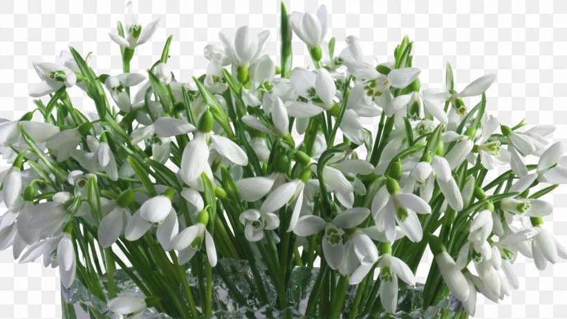 Snowdrop Cut Flowers Desktop Wallpaper Flower Bouquet, PNG, 1280x720px, Snowdrop, Artificial Flower, Bud, Cut Flowers, Desktop Metaphor Download Free