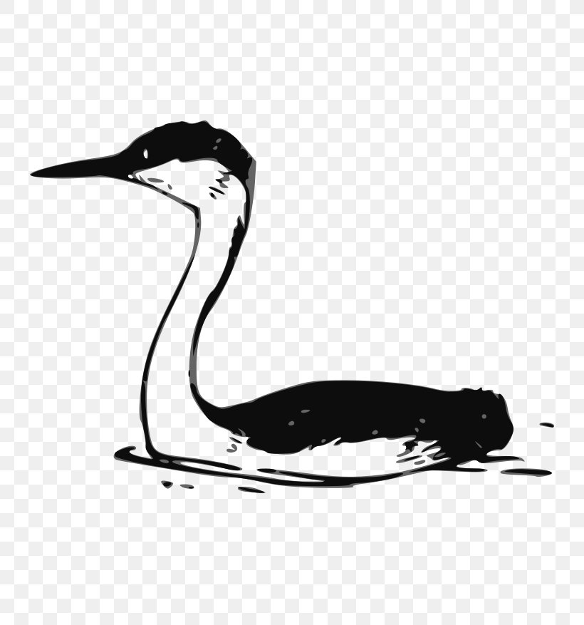 Water Bird Drawing Clip Art, PNG, 800x877px, Bird, Beak, Black And White, Color, Crane Download Free