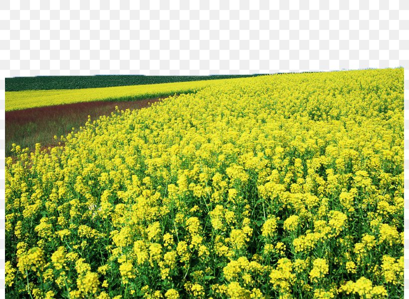 Yingde Rapeseed U6cb9u83dc Yangtze River Basin Wallpaper, PNG, 800x600px, Yingde, Agriculture, Brassica, Brassica Rapa, Brassicales Download Free