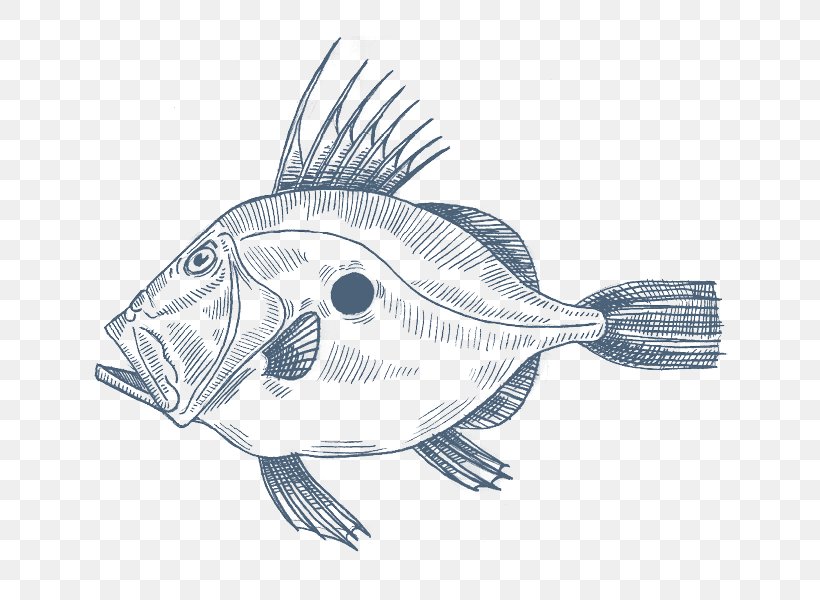 Anglerfish John Dory Mediterranean Cuisine Drawing, PNG, 800x600px, Fish, Anglerfish, Artwork, Common Sole, Drawing Download Free