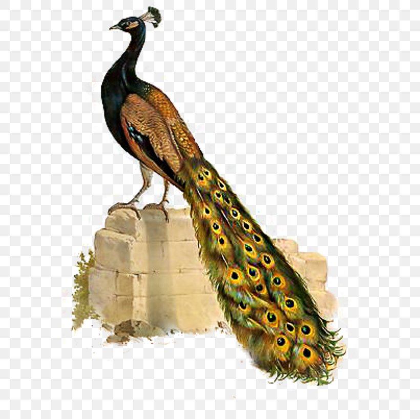 Bird Asiatic Peafowl Phasianidae Clip Art, PNG, 580x818px, Bird, Animal, Asiatic Peafowl, Beak, Fauna Download Free