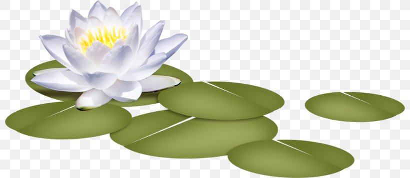 Nelumbo Nucifera Flower Nymphaea Alba Clip Art, PNG, 800x357px, Nelumbo Nucifera, Aquatic Plant, Flower, Lilium, Lotus Download Free