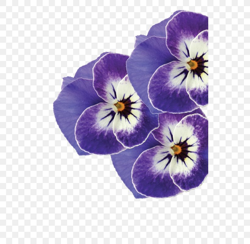 Pansy Valleybrook Gardens Ltd Violet Ontario, PNG, 546x800px, Pansy, Blue, British Columbia, Canada, Color Download Free