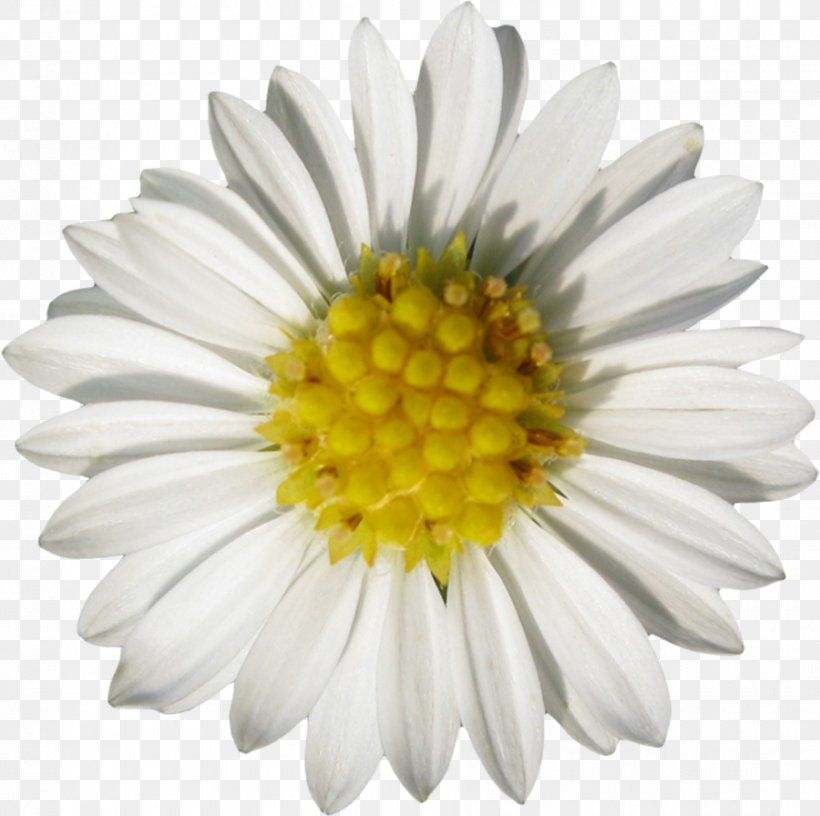 Roman Chamomile Oxeye Daisy Flower, PNG, 900x896px, Chamomile, Advertising, Annual Plant, Aster, Asterales Download Free