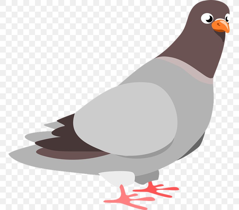 Columbidae Domestic Pigeon Clip Art, PNG, 762x720px, Columbidae, Art, Beak, Bird, Blog Download Free