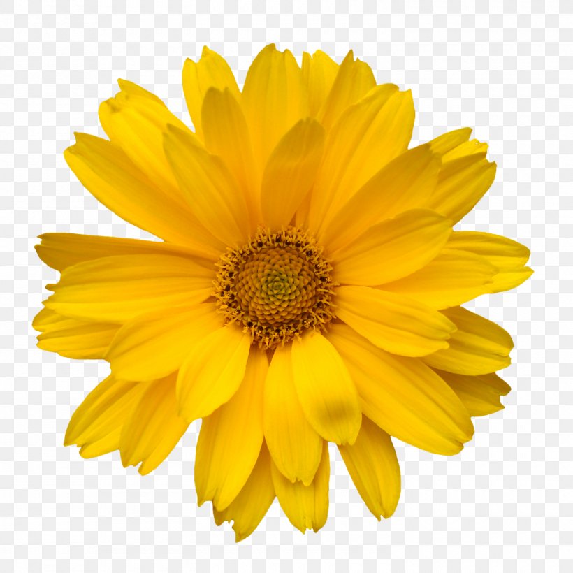 Common Daisy Transvaal Daisy Free Content Clip Art, PNG, 1500x1500px, Common Daisy, Annual Plant, Calendula, Chamomile, Chrysanthemum Coronarium Download Free