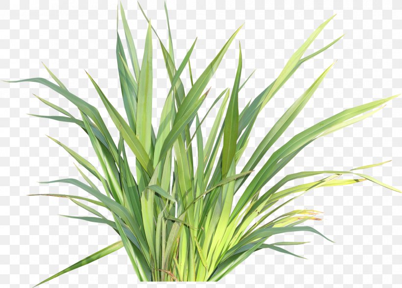Herbaceous Plant Raster Graphics Clip Art, PNG, 1986x1426px, Herbaceous Plant, Chrysopogon Zizanioides, Commodity, Display Resolution, Grass Download Free