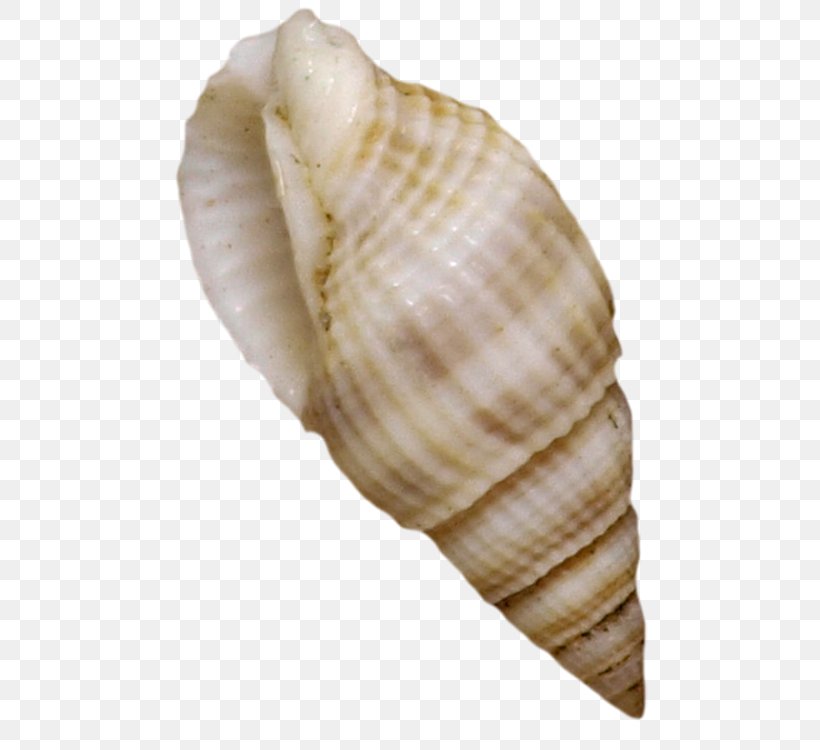 Cockle Seashell Mussel Shellfish, PNG, 500x750px, Cockle, Clam, Clams Oysters Mussels And Scallops, Conch, Conchology Download Free