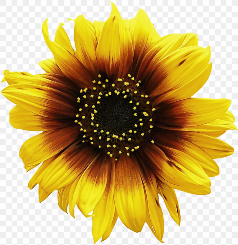 Common Sunflower Poster Sunflower Oil Sunflowers, PNG, 2545x2621px, Common Sunflower, Poster, Sunflower Oil, Sunflowers Download Free