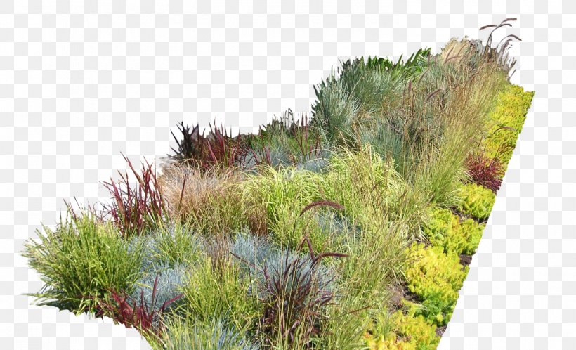 Garden Ideas Garden Design Landscaping Landscape Design, PNG, 1479x899px, Garden Ideas, Back Garden, Ecosystem, Evergreen, Flora Download Free