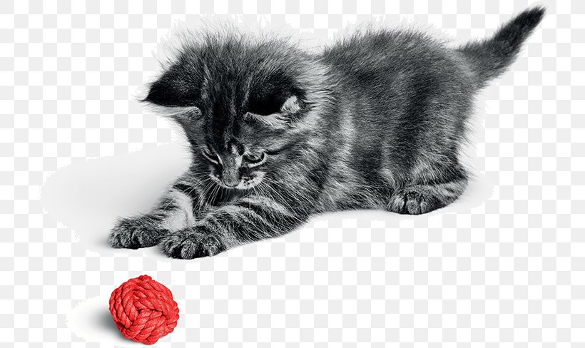 Kitten Cat Food Dog Royal Canin Maine Coon, PNG, 727x488px, Kitten, Black, Black And White, Black Cat, Carnivoran Download Free