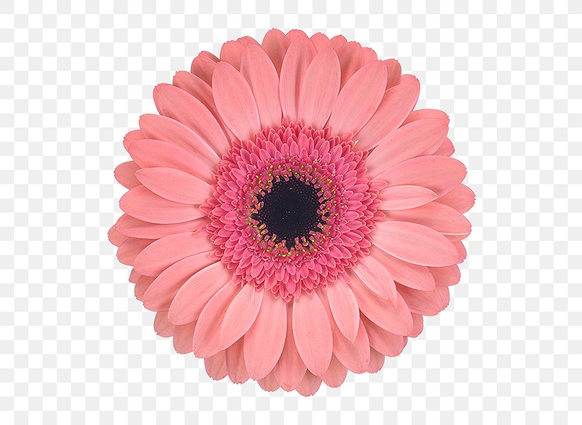 Transvaal Daisy Cut Flowers Petal Chrysanthemum, PNG, 600x600px, Transvaal Daisy, Assortment Strategies, Chrysanthemum, Chrysanths, Color Download Free