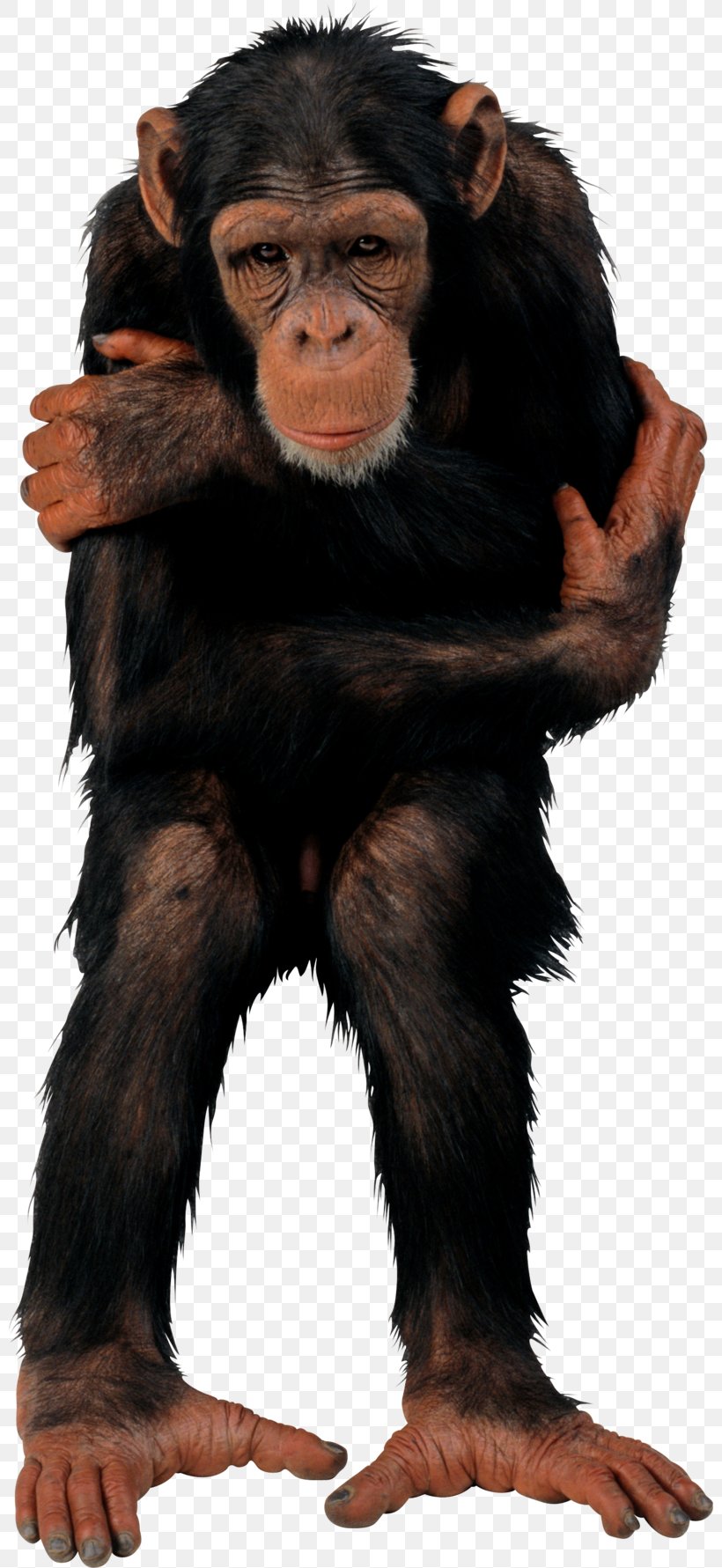 Common Chimpanzee Primate Vertebrate T-shirt Monkey, PNG, 800x1781px, Common Chimpanzee, Animal, Ape, Baboons, Fur Download Free