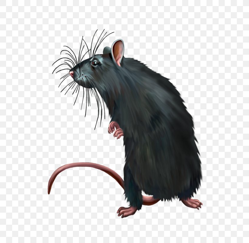 Computer Mouse Black Rat Murids, PNG, 551x800px, Mouse, Black Rat, Computer Mouse, Fauna, Gerbil Download Free