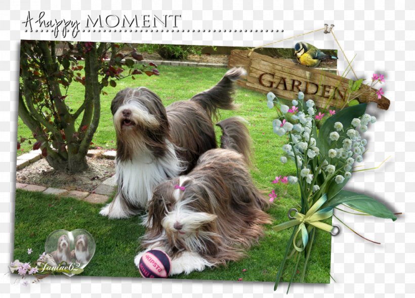 Dog Breed Bearded Collie Shih Tzu Rough Collie, PNG, 1070x769px, Dog Breed, Bearded Collie, Breed, Carnivoran, Crossbreed Download Free