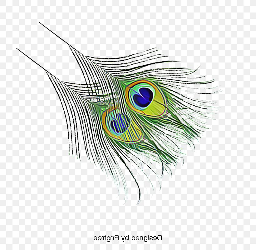 Feather, PNG, 800x800px, Feather, Animal Product, Beak, Closeup, Eye Download Free