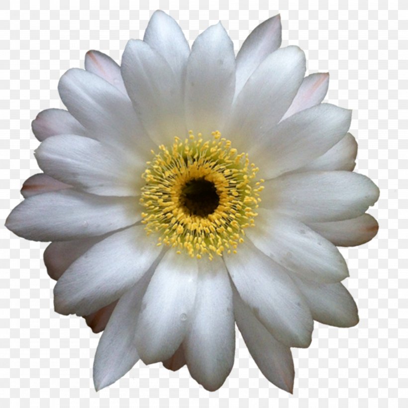 Flower Photography Clip Art, PNG, 3999x3999px, Flower, Annual Plant, Avalon Massage Studio, Cactaceae, Chrysanths Download Free