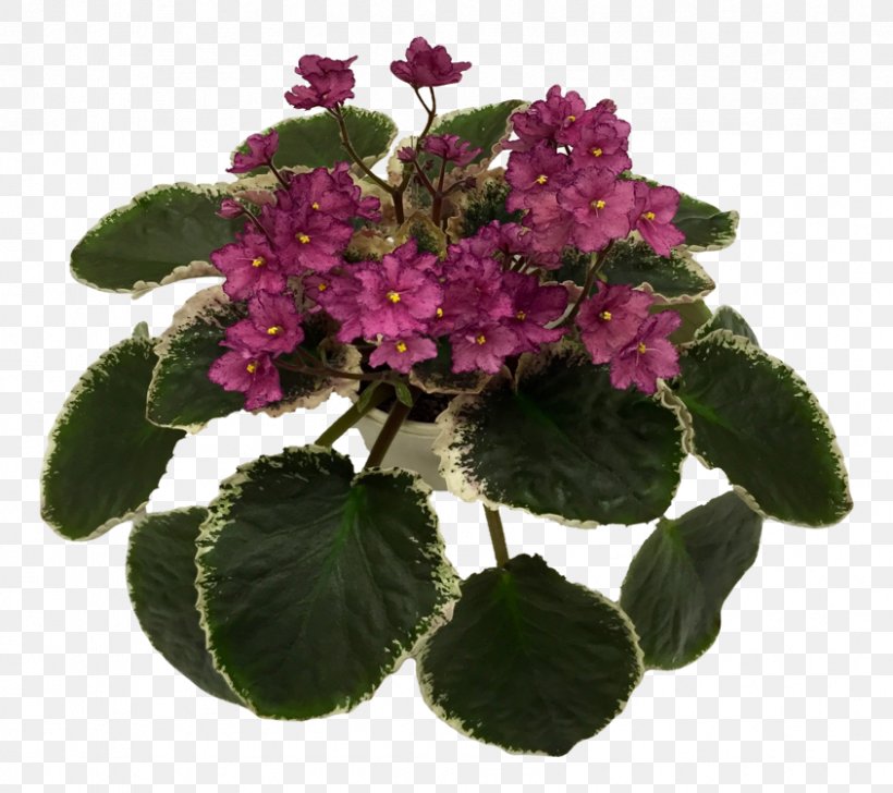 Flowerpot Violet Annual Plant Herbaceous Plant, PNG, 844x750px, Flowerpot, Annual Plant, Family, Flower, Flowering Plant Download Free