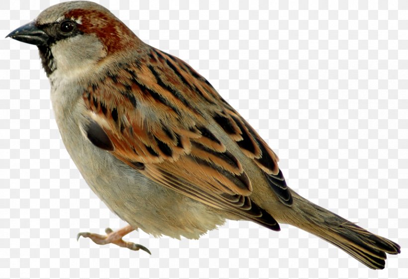 Jack Sparrow House Sparrow Bird Gulls, PNG, 855x586px, Sparrow, American Sparrows, Beak, Bird, Brambling Download Free