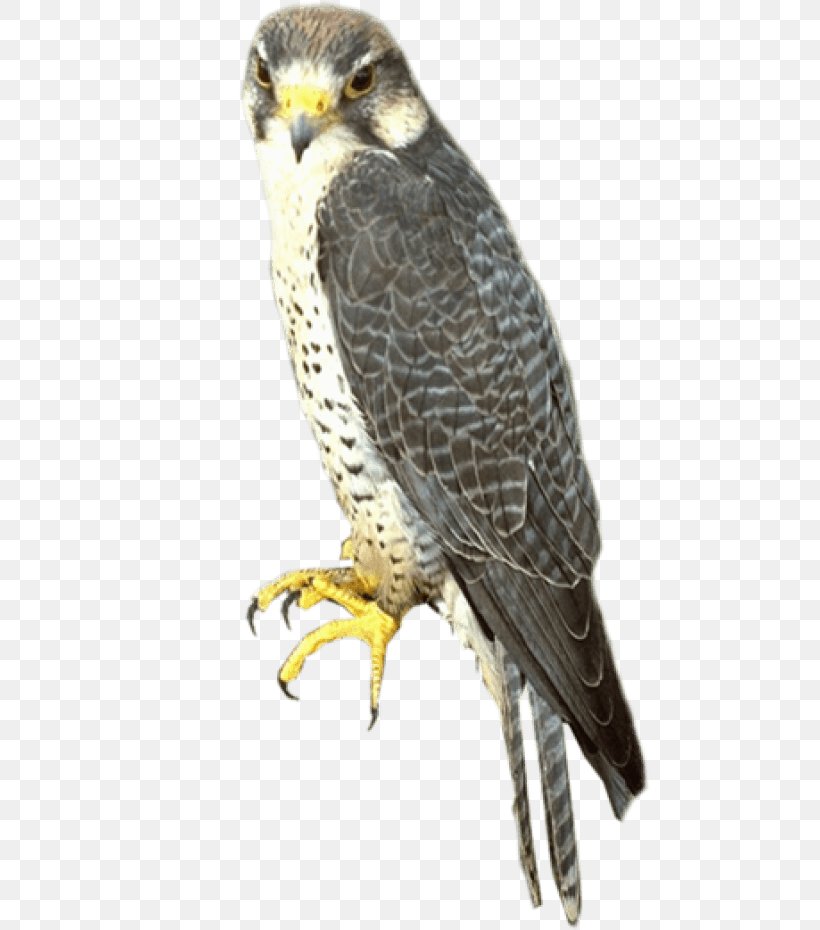 Falcon Clip Art Image Bird, PNG, 480x930px, Falcon, Accipitriformes, Beak, Bird, Bird Of Prey Download Free