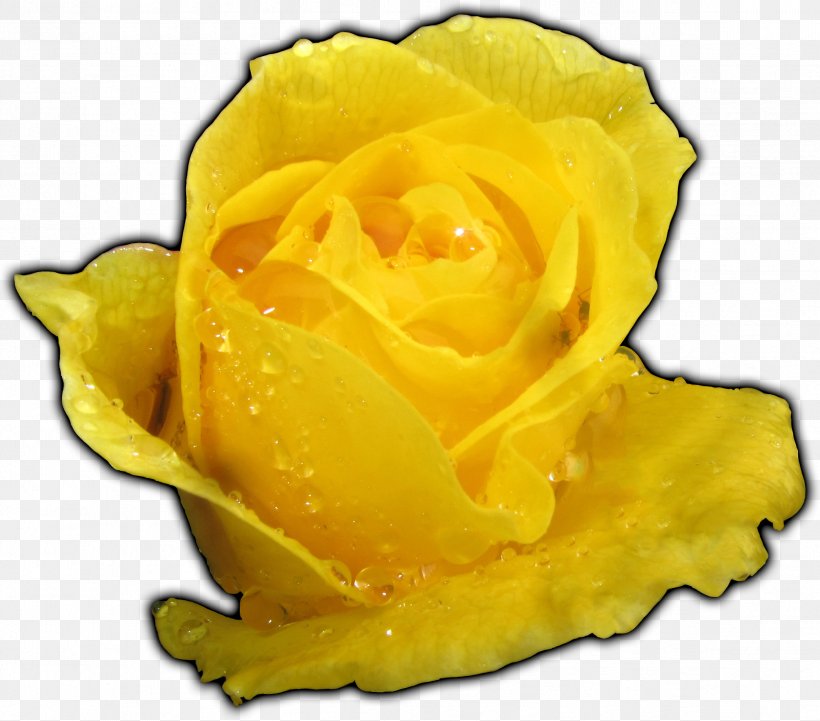 Yellow Garden Roses Flower Floribunda, PNG, 2397x2110px, Yellow, Austrian Briar, Color, Fcc Open Internet Order 2010, Federal Communications Commission Download Free