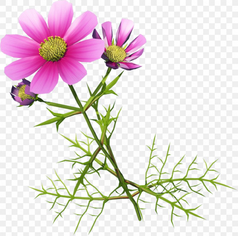 Chrysanthemum Indicum Cosmos Bipinnatus Clip Art, PNG, 1200x1190px, Chrysanthemum Indicum, Chrysanthemum, Chrysanths, Cosmos, Cosmos Bipinnatus Download Free