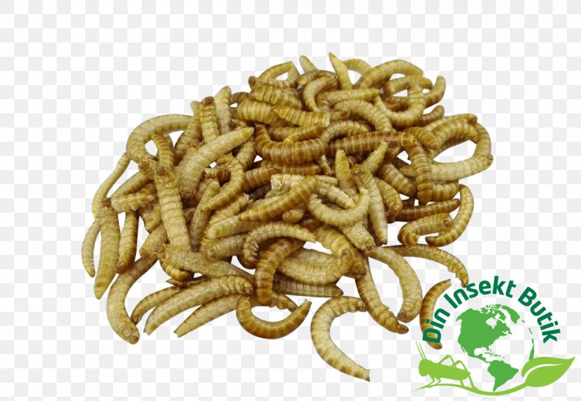 Mealworm Larva Flour Food, PNG, 1200x829px, Mealworm, Beetle, Darkling Beetle, Entomophagy, Flour Download Free