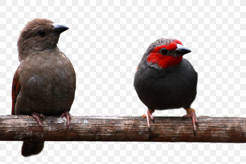 Finches Beak, PNG, 1920x1280px, Finches, Beak Download Free