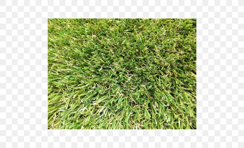 Lawn Groundcover Grasses Family, PNG, 500x500px, Lawn, Family, Grass, Grass Family, Grasses Download Free