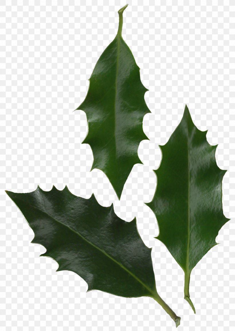 Leaf Common Holly Plant Tree Information, PNG, 1359x1917px, Leaf, Aquifoliaceae, Aquifoliales, Common Holly, Holly Download Free