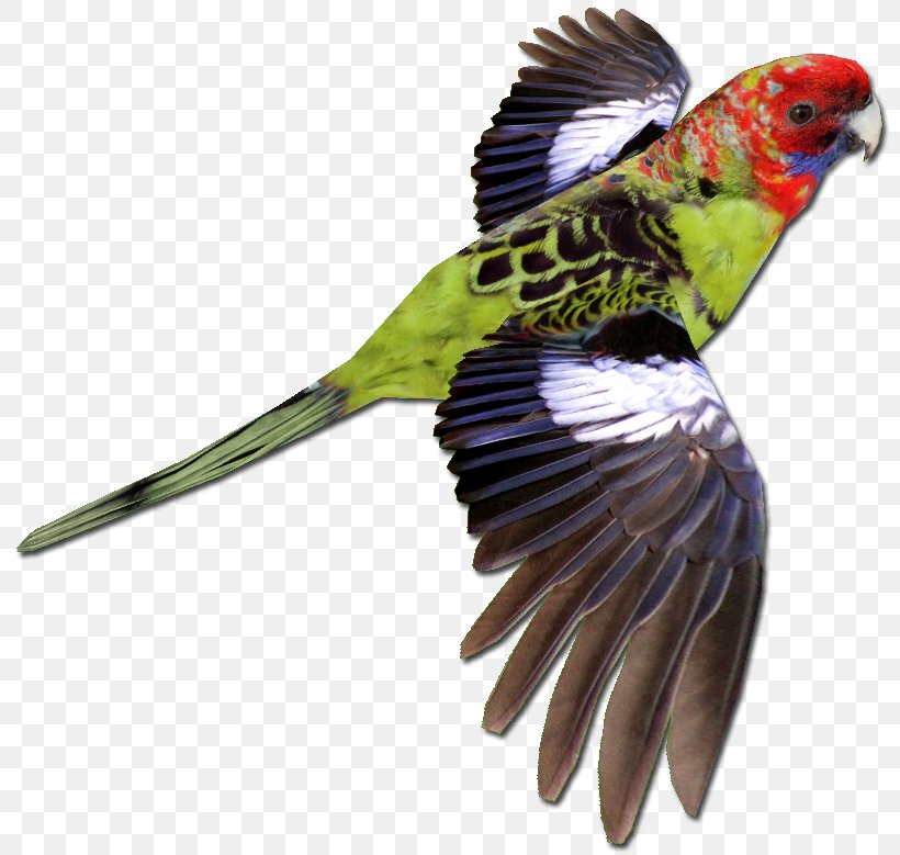 Bird Parrot Crimson Rosella Budgerigar Zoo Tycoon 2, PNG, 816x779px, Bird, Animal, Beak, Budgerigar, Common Pet Parakeet Download Free