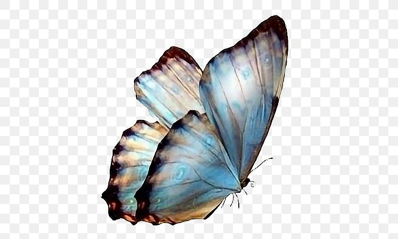 Butterfly Clip Art Desktop Wallpaper Image, PNG, 552x492px, Butterfly, Arthropod, Brush Footed Butterfly, Glasswing Butterfly, Insect Download Free