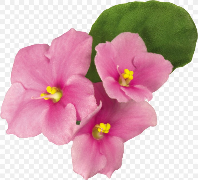 Violet Primrose Pink Flower Green, PNG, 1124x1024px, Violet, Annual Plant, Color, Flower, Flowering Plant Download Free