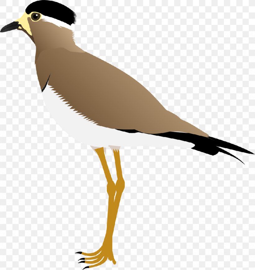 Wader Yellow-wattled Lapwing Red-wattled Lapwing Bird, PNG, 1024x1084px, Wader, Ashy Prinia, Beak, Bird, Charadriiformes Download Free