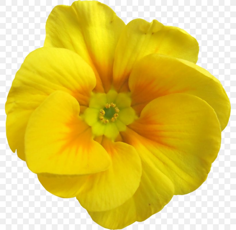 Yellow Flower Garden Roses Petal, PNG, 785x800px, Yellow, Annual Plant, Blossom, Color, Evening Primrose Download Free