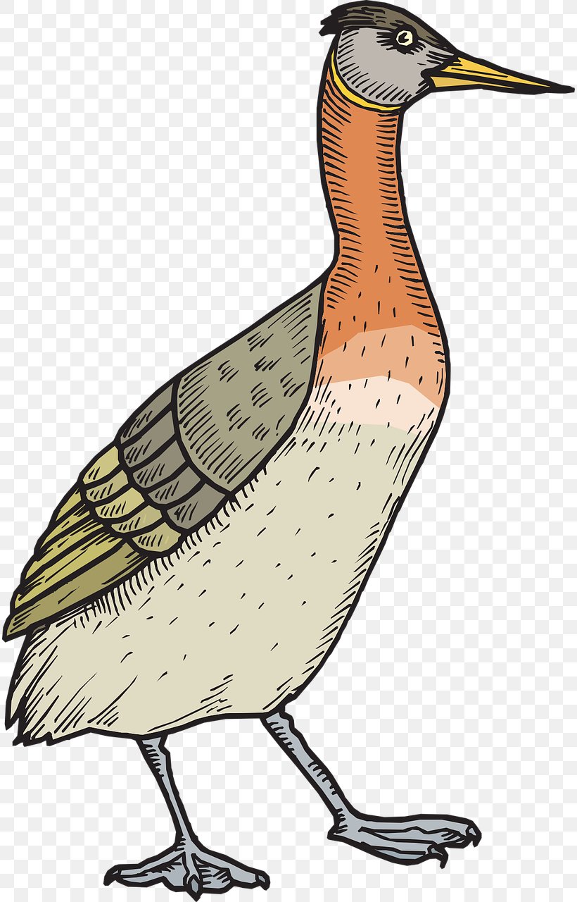 Bird Duck Wedding Anniversary Feather Clip Art, PNG, 814x1280px, Bird, Anniversary, Art, Beak, Canvas Download Free