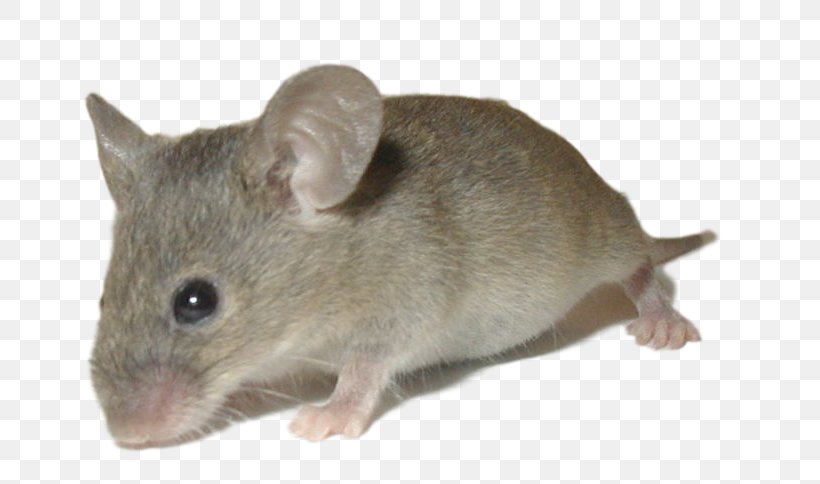 Rat House Mouse Rodent Trapping Animal, PNG, 800x484px, Rat, Animal, Chinchilla, Dormouse, Fauna Download Free