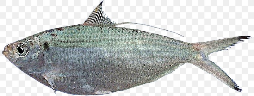 Sardine Fish Products Milkfish Herring, PNG, 809x310px, Sardine, Bonito, Fauna, Fish, Fish Products Download Free