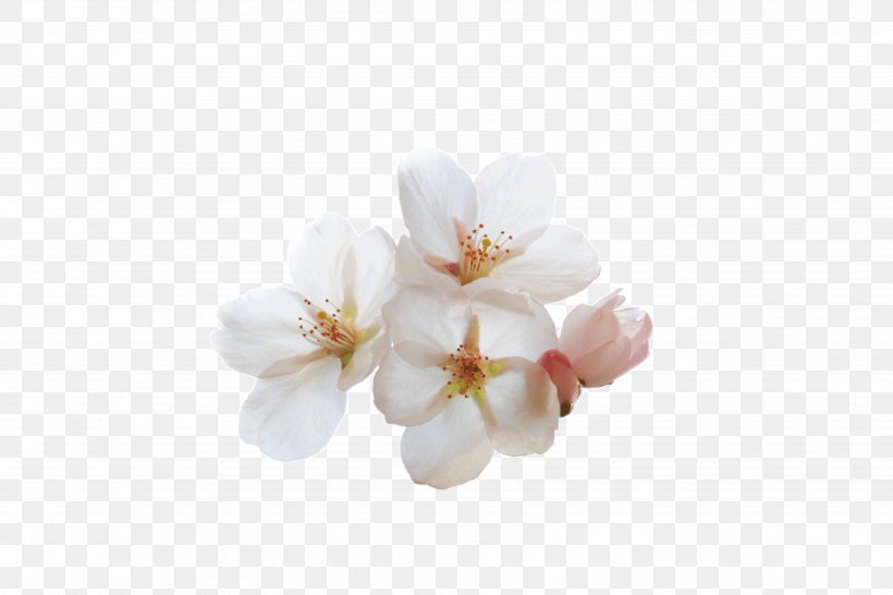 ST.AU.150 MIN.V.UNC.NR AD Symposium Cherry Blossom Community Moth Orchids, PNG, 3504x2336px, Stau150 Minvuncnr Ad, Blossom, Cherry, Cherry Blossom, Community Download Free
