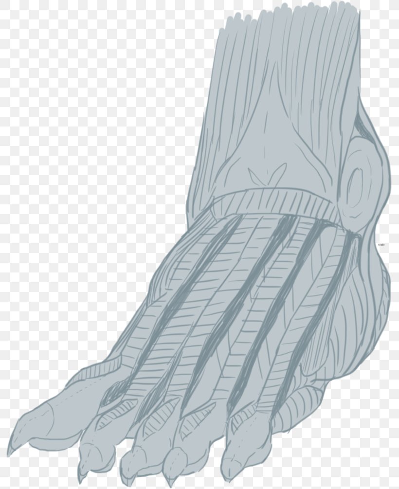 Finger Evening Glove Shoe Product Design, PNG, 795x1005px, Finger, Arm, Evening Glove, Formal Gloves, Formal Wear Download Free