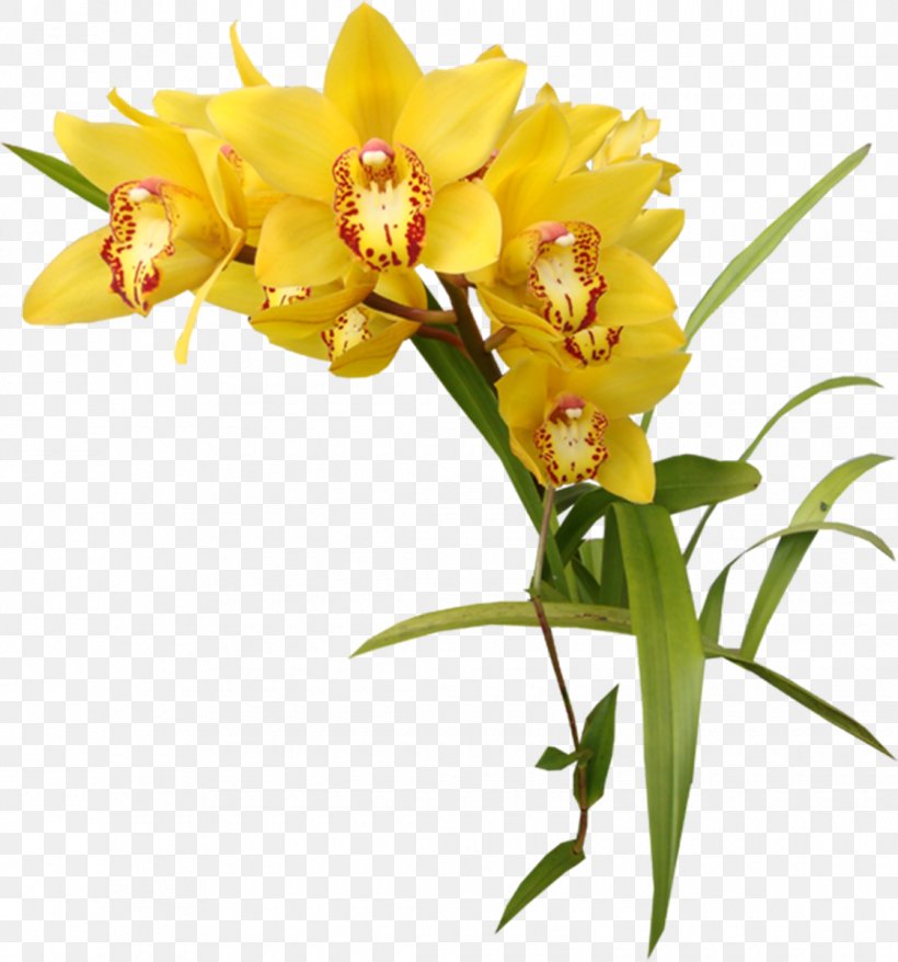 Flower Orchids Garden Roses Clip Art, PNG, 1120x1200px, Flower, Cattleya, Color, Cut Flowers, Floral Design Download Free