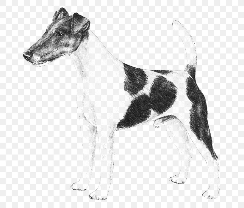 Wire Hair Fox Terrier Smooth Fox Terrier Parson Russell Terrier Miniature Fox Terrier, PNG, 700x700px, Wire Hair Fox Terrier, American Kennel Club, American Staghound, Black And White, Carnivoran Download Free