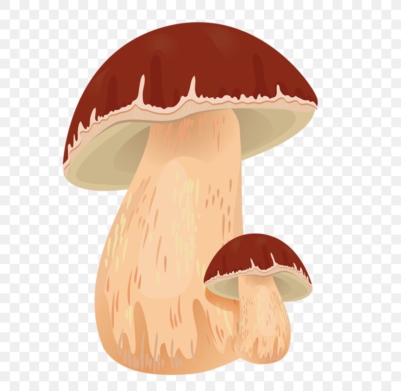 Edible Mushroom Autumn Boletus Edulis Clip Art, PNG, 651x800px, Mushroom, Autumn, Boletus Edulis, Common Mushroom, Edible Mushroom Download Free