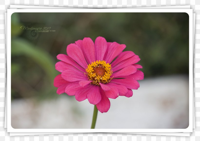 Garden Cosmos Transvaal Daisy Annual Plant Magenta, PNG, 1200x850px, Garden Cosmos, Annual Plant, Cosmos, Daisy Family, Flora Download Free