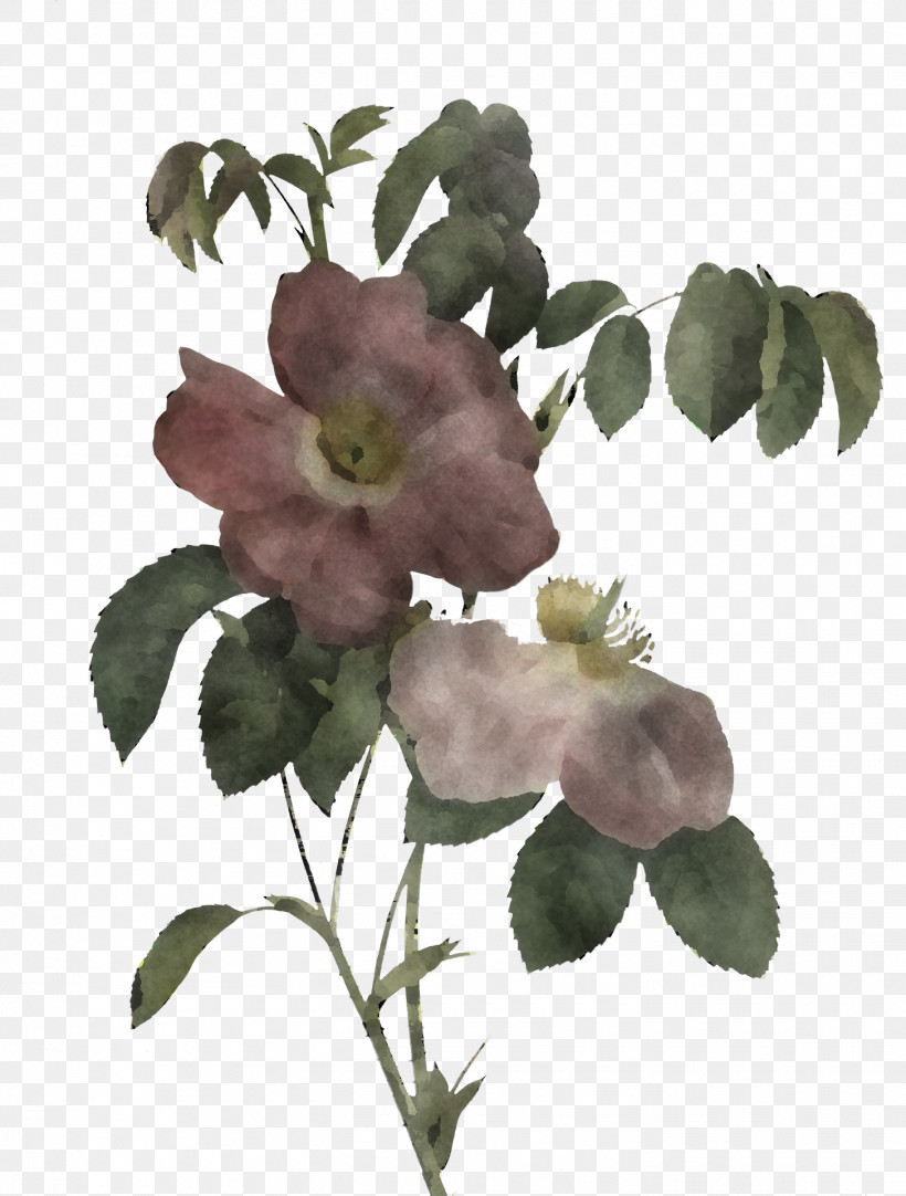 Garden Roses, PNG, 1455x1920px, Cabbage Rose, Artificial Flower, Cut Flowers, Floral Design, Floribunda Download Free